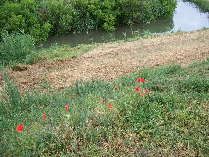 Red Poppies in Grass — Green, Calm