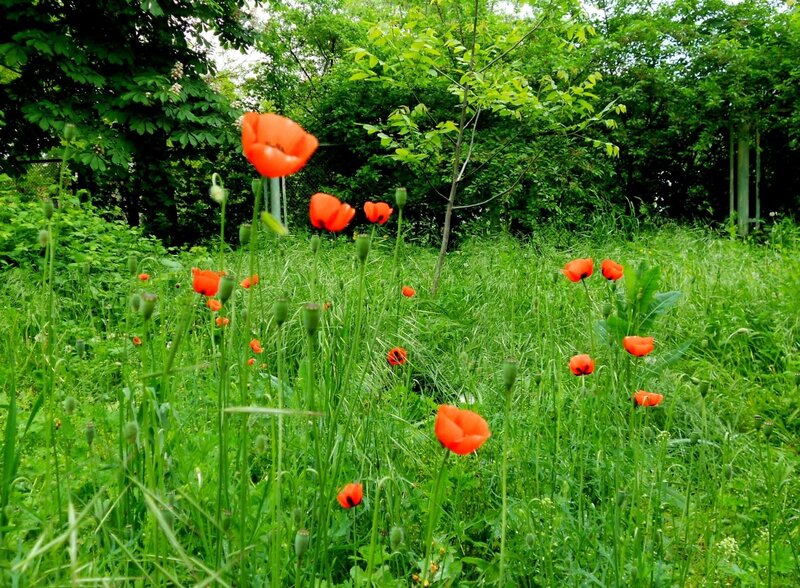 Red Poppies in Grass — Green, Natural
