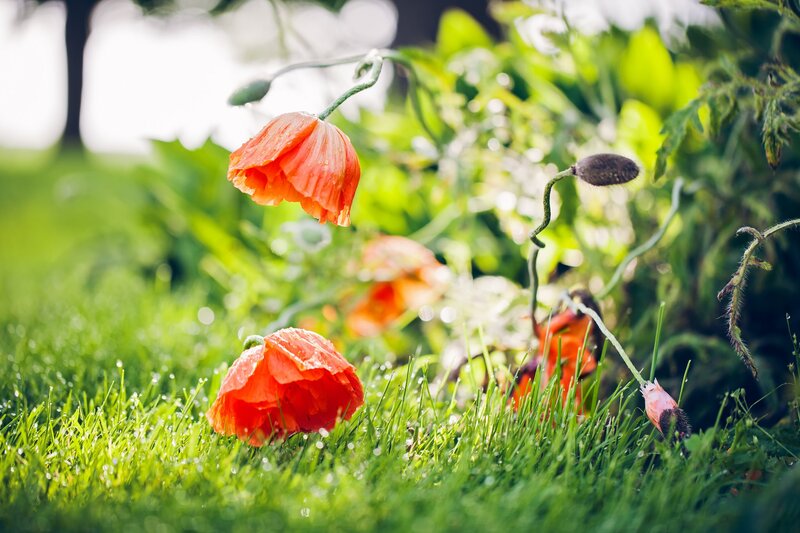 Red Poppies in Grass — Green, Serene, Morning, Photograph, Dewdrops