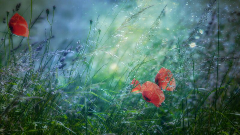 Red Poppies in Grass — Green, Serene, Morning, Photograph