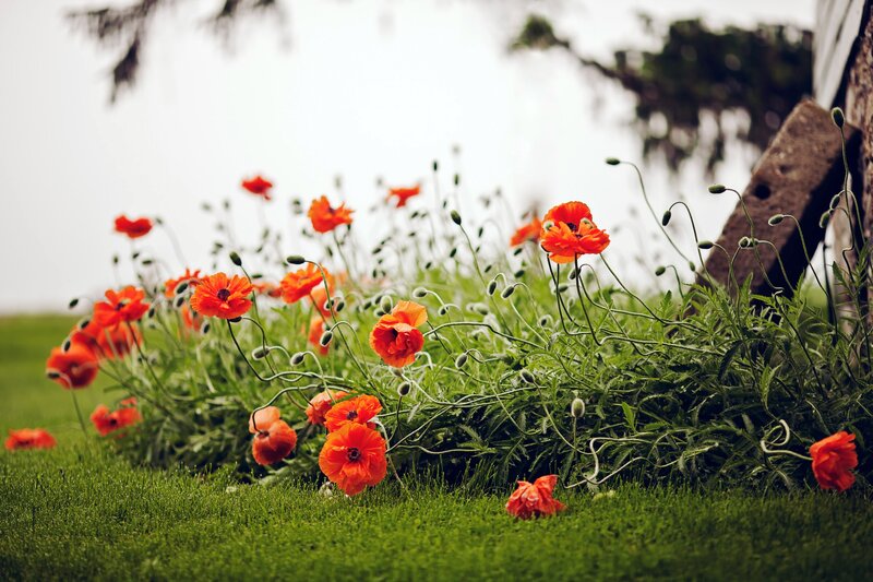 Red Poppies in Grass — Green, Serene, Spring