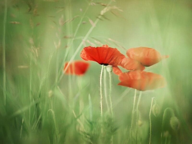 Red Poppies in Grass — Green