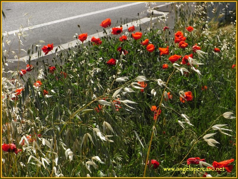 Red Poppies in Grass — Natural, Afternoon