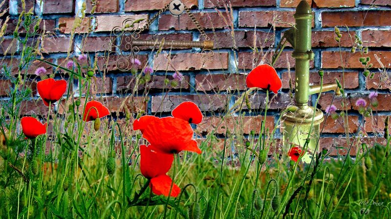 Red Poppies in Grass — Natural