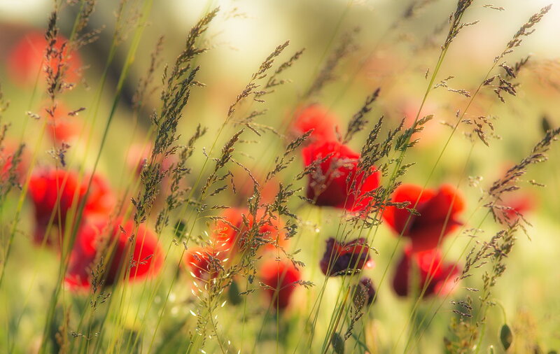 Red Poppies in Grass — Serene, Afternoon