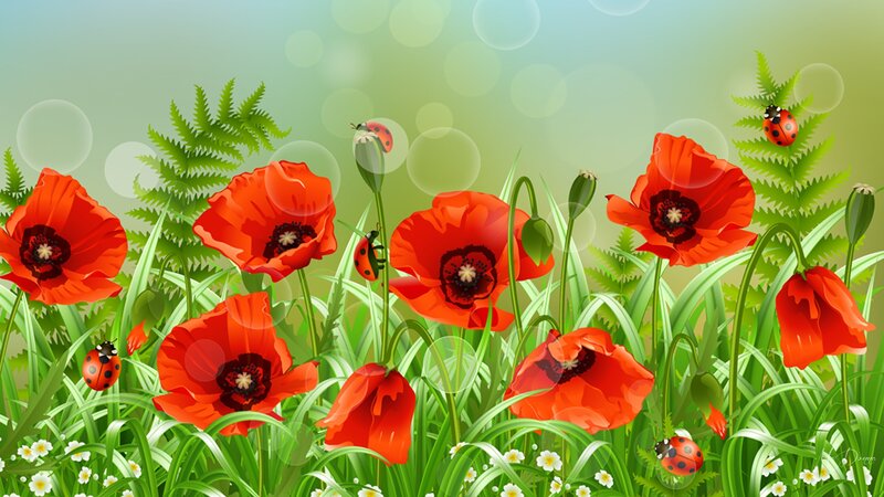 Red Poppies in Grass — Serene, Spring