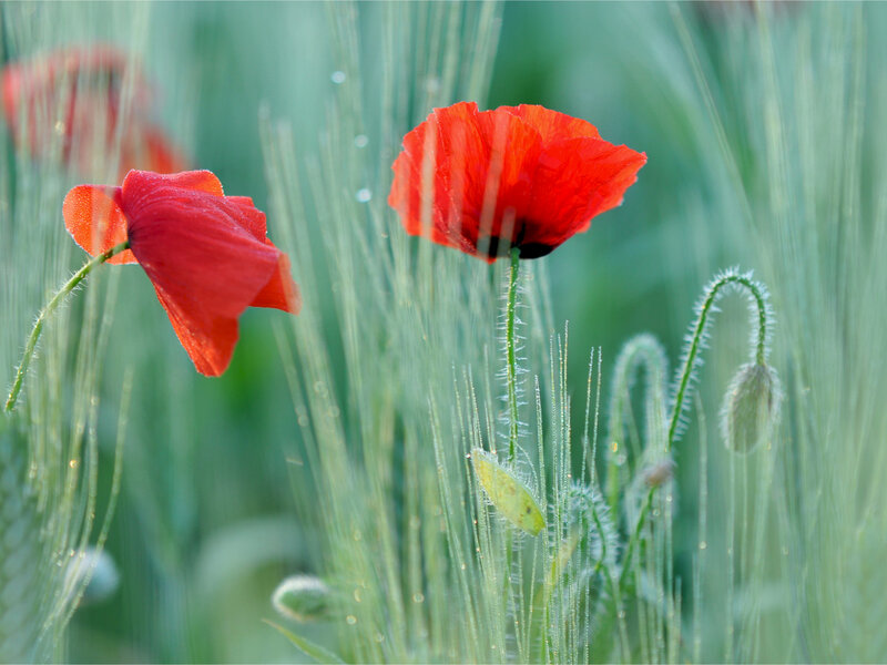 Red Poppies in Grass — Serene