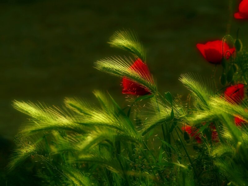 Red Poppies in Grass