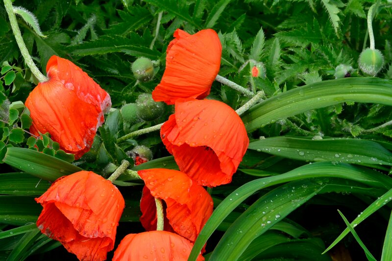 Red Poppies in Green Leaves