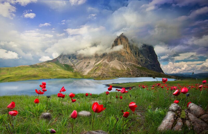 Red Poppies in Mountain Field