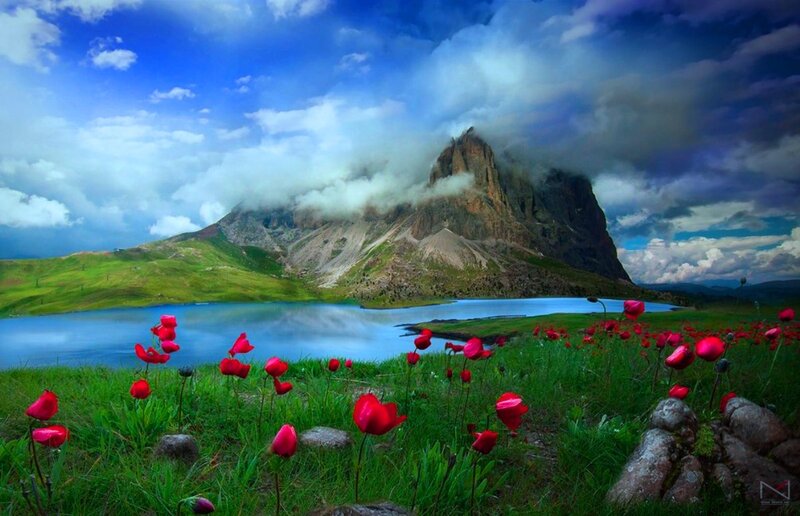Red Poppies in Mountain Valley