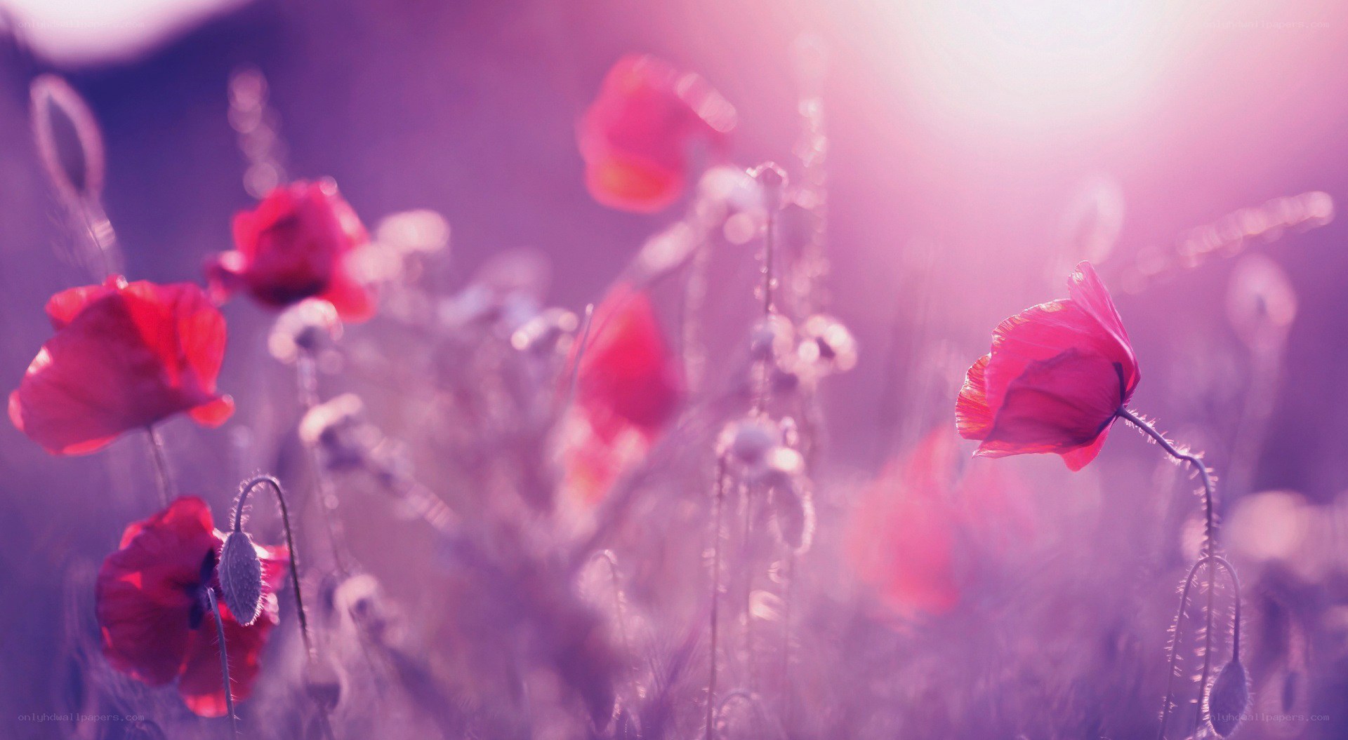 Red poppies in purple light