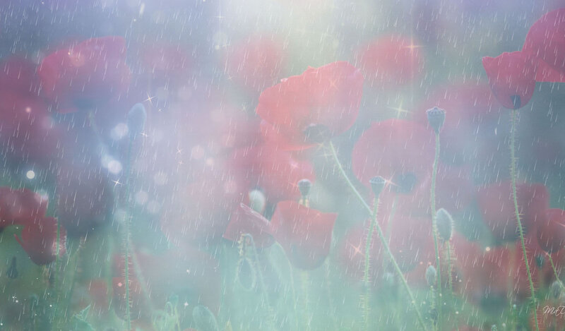 Red Poppies in Rain — Dreamy