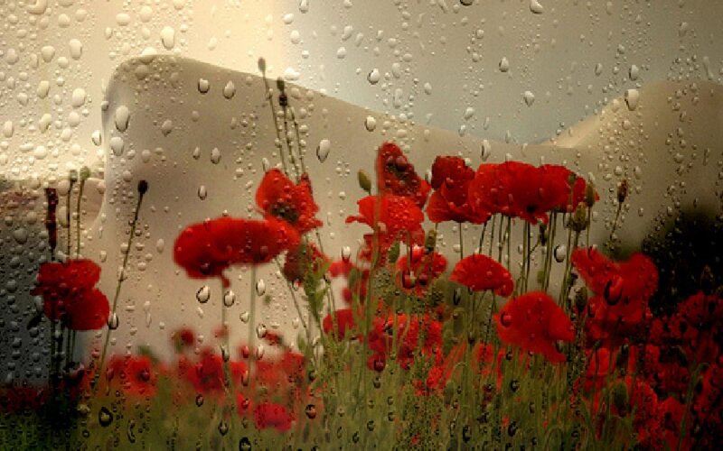 Red Poppies in Rain