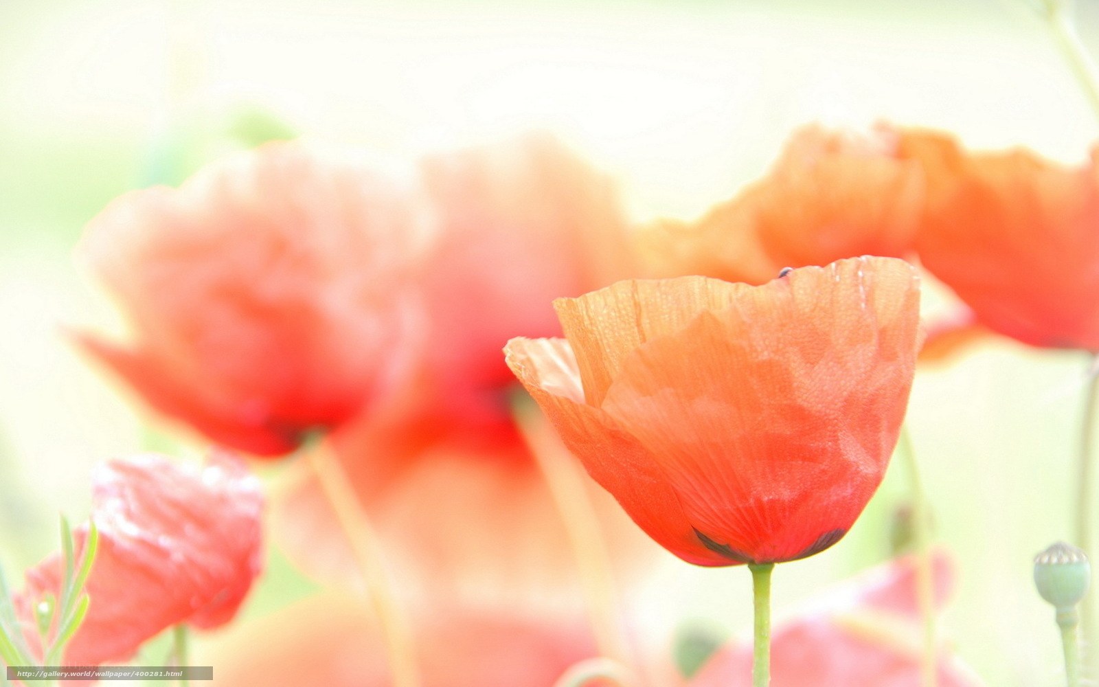 Red poppies in soft focus