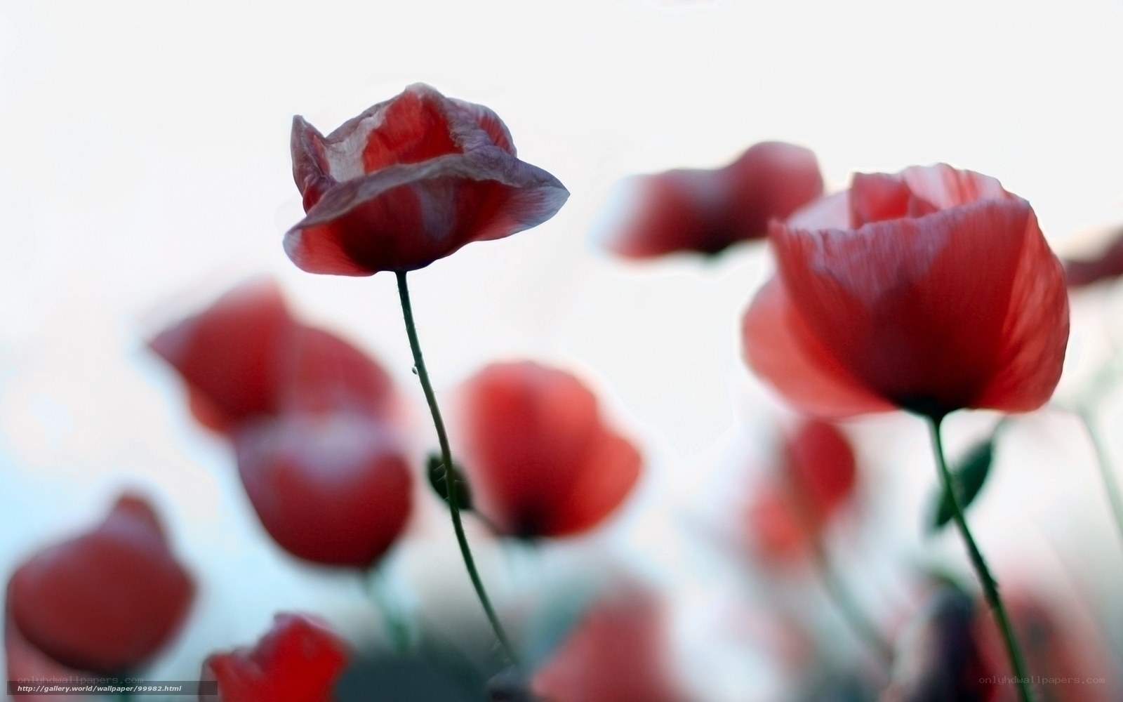 Red poppies in soft focus