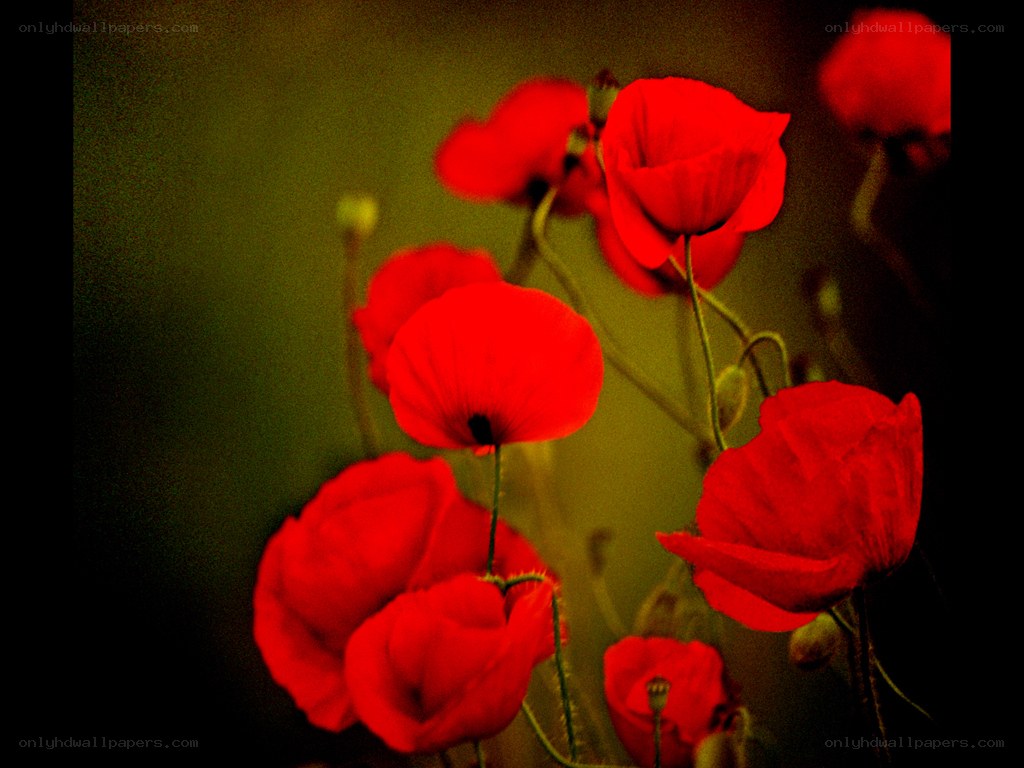 Red poppies in soft light
