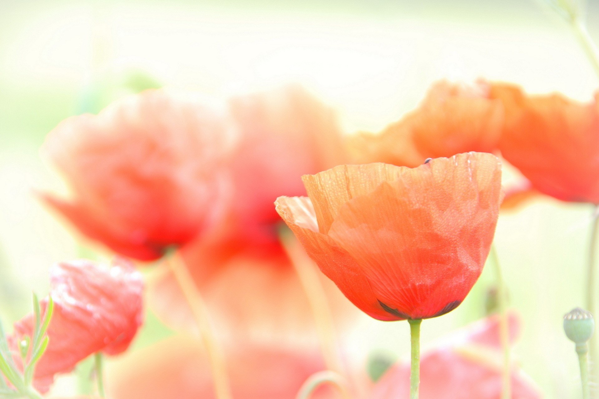 Red poppies in soft light