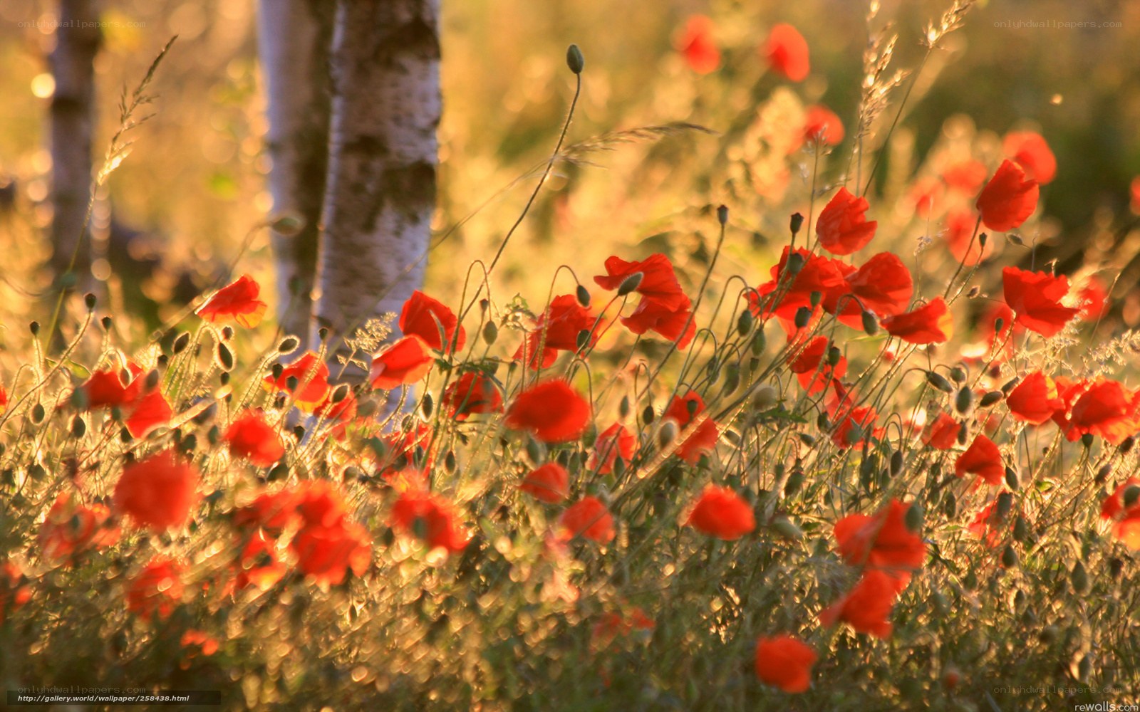 Red Poppies in Sunlight