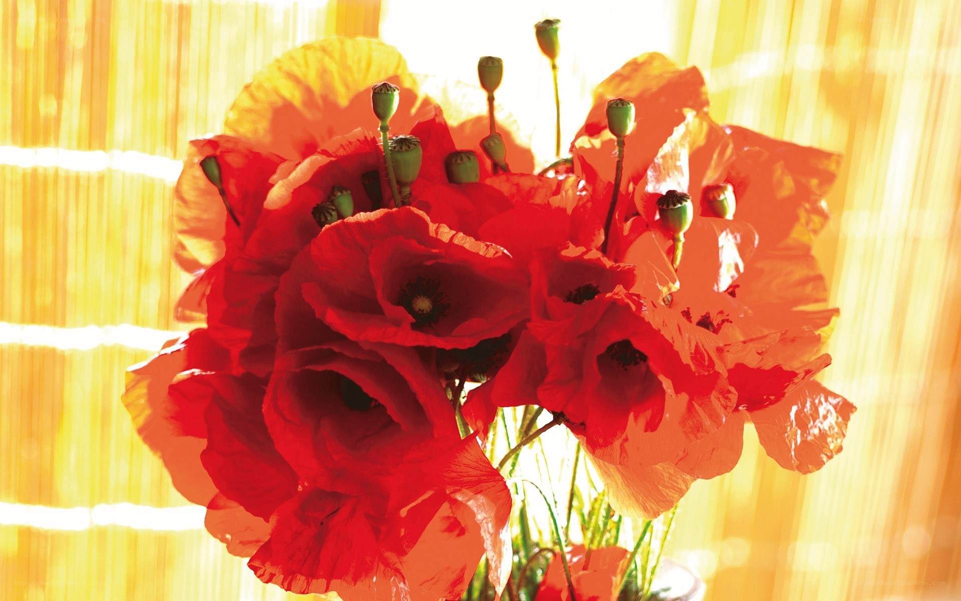 Red poppies in sunlight