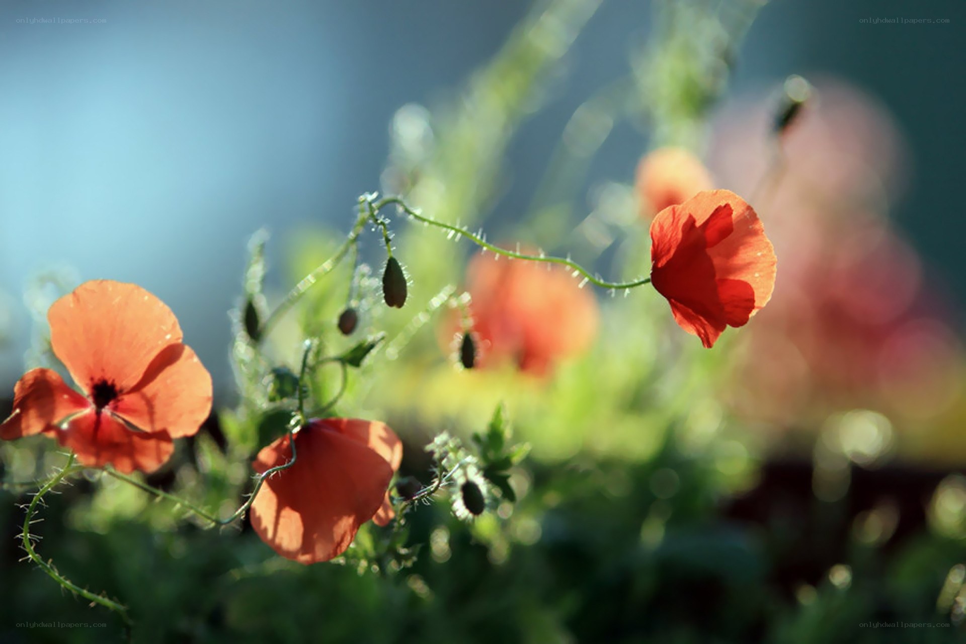 Red poppies in sunlight