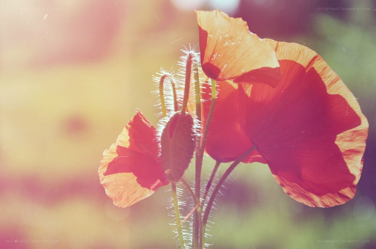 Red poppies in sunlight
