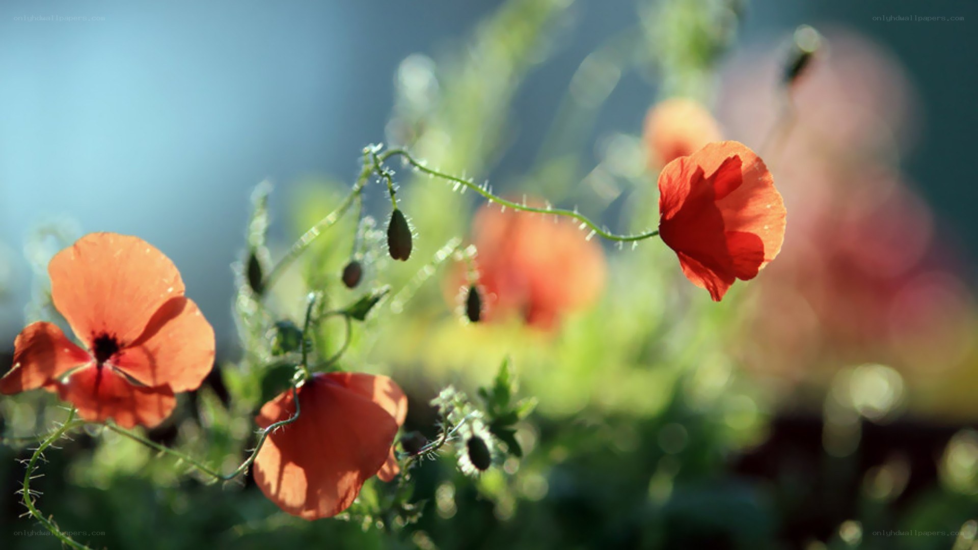 Red poppies in sunlight