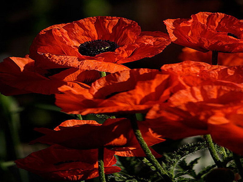 Red poppies in sunlight