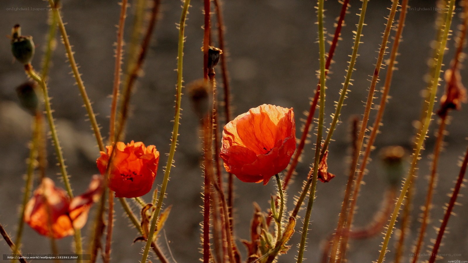Red poppies in sunlight