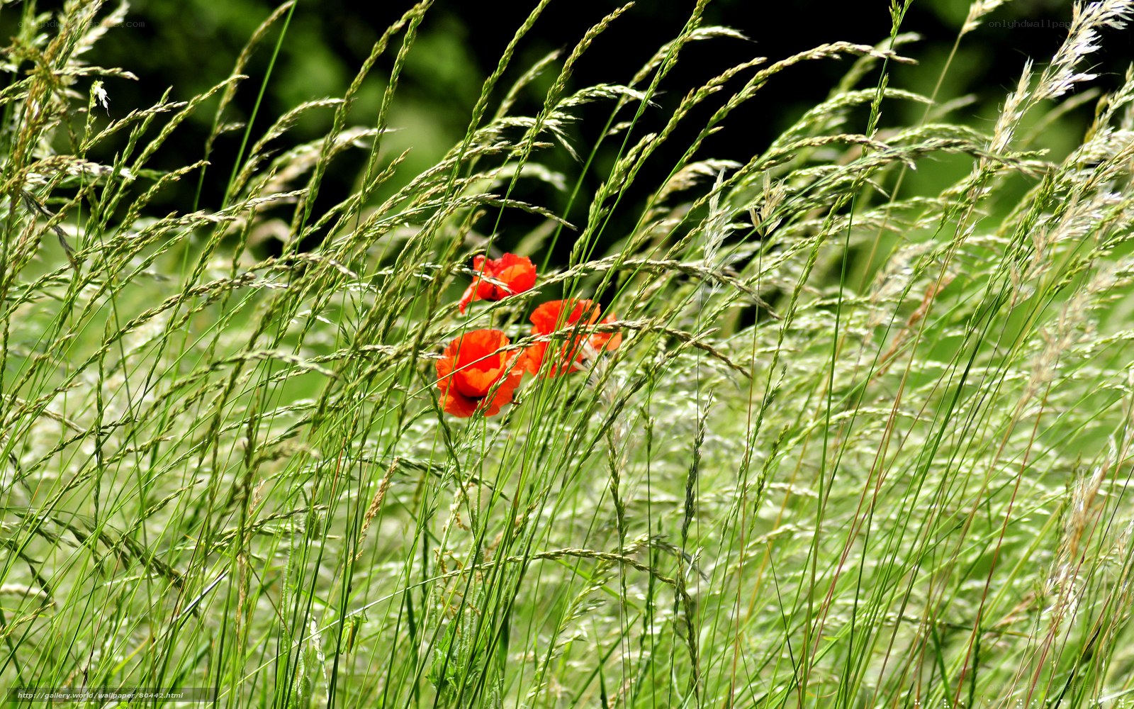 Red poppies in tall grass