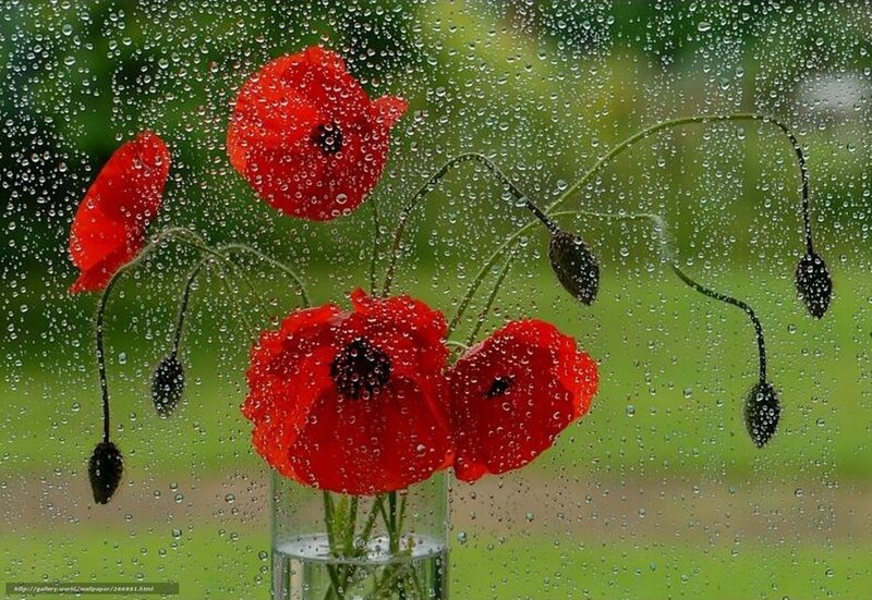 Red Poppies in Vase — Calm, Photograph, Raindrops, Green Background
