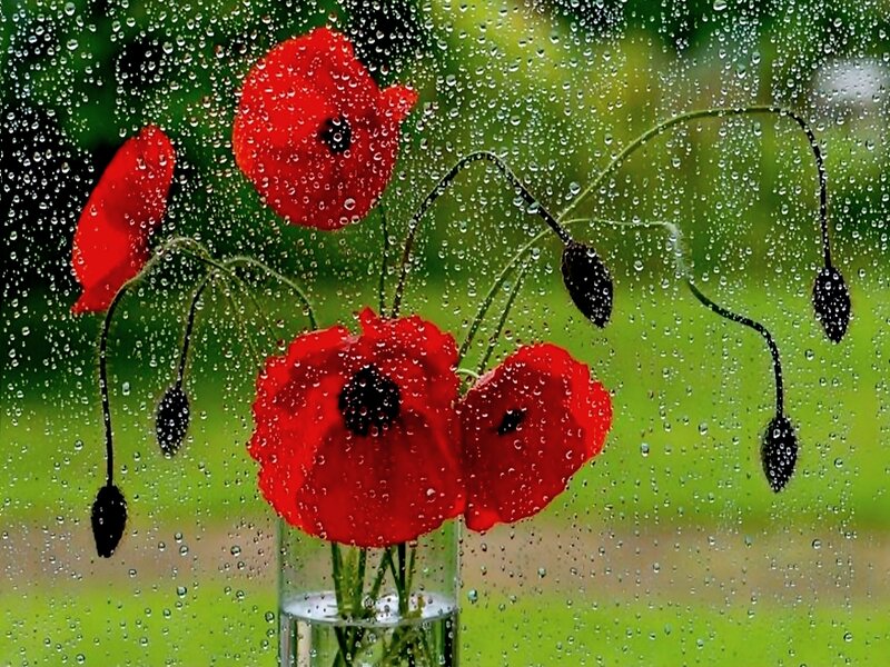 Red Poppies in Vase — Calm, Photograph, Raindrops