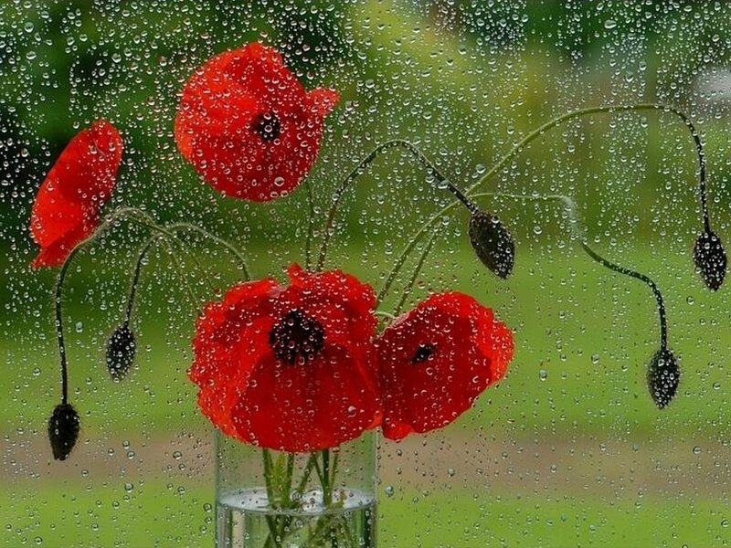 Red Poppies in Vase — Calm