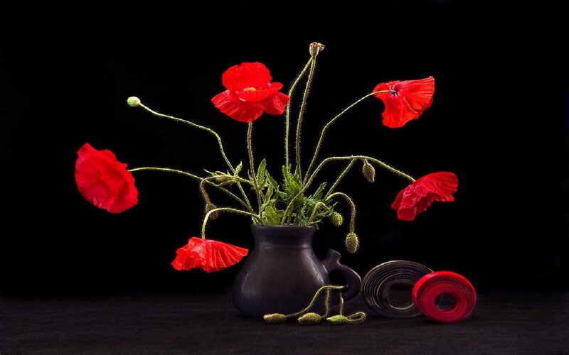 Red Poppies in Vase — Dramatic, Photograph
