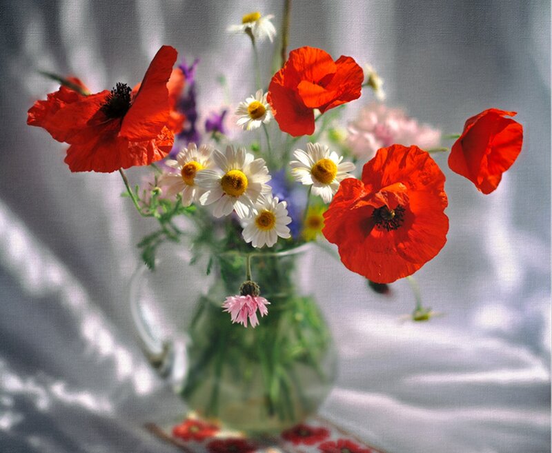 Red Poppies in Vase — Serene, Afternoon, Photograph, Daisies