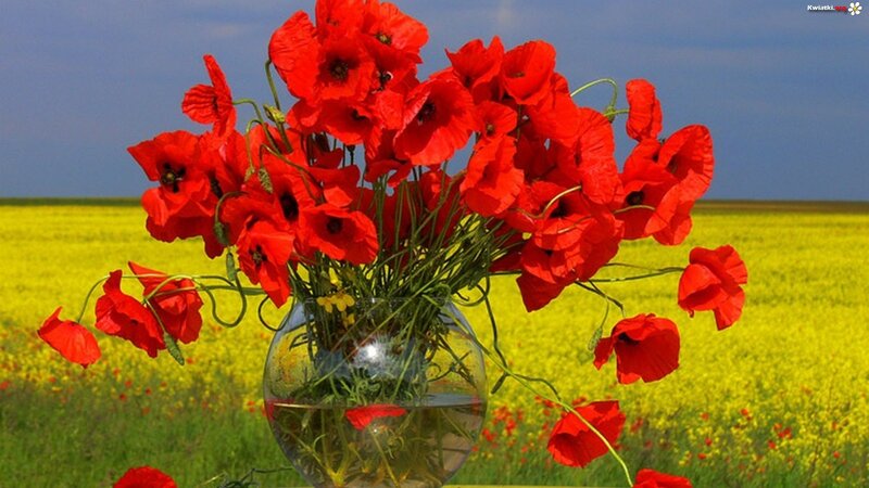Red Poppies in Vase — Serene, Afternoon, Photograph