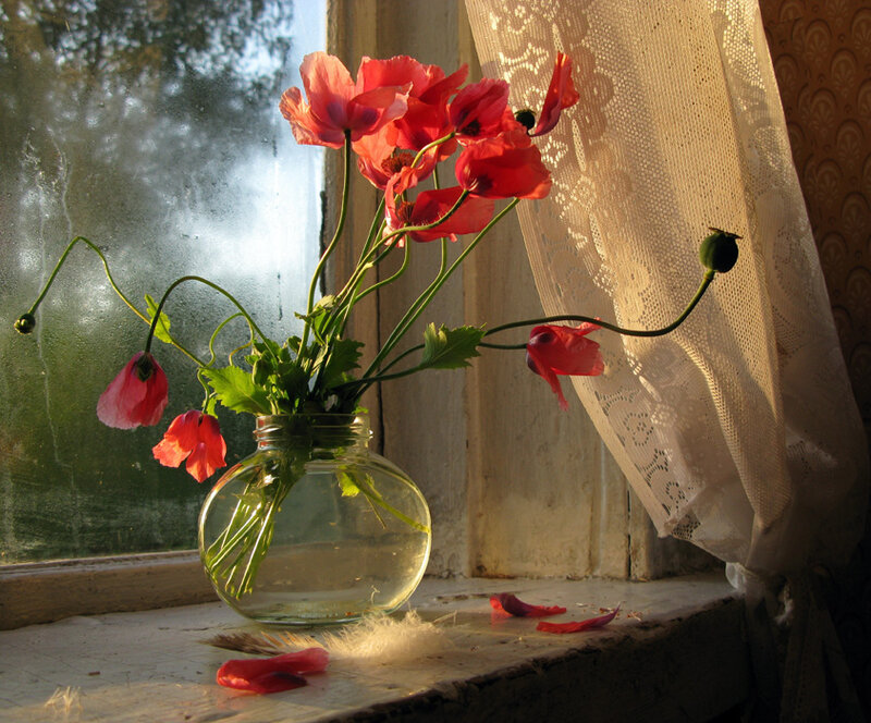 Red Poppies in Vase — Serene, Afternoon