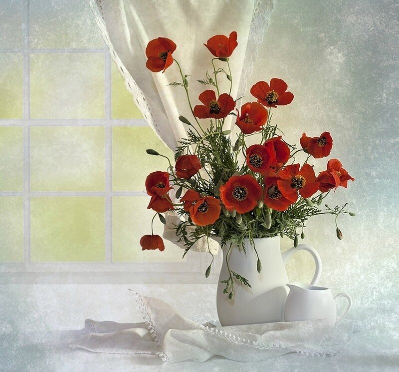 Red Poppies in Vase — Serene, Morning, Photograph
