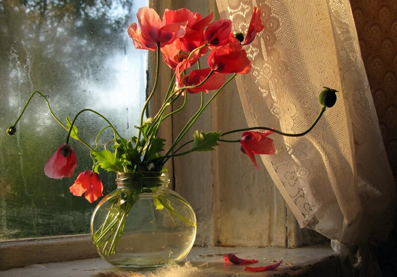 Red Poppies in Vase — Serene, Morning, Photograph, Window