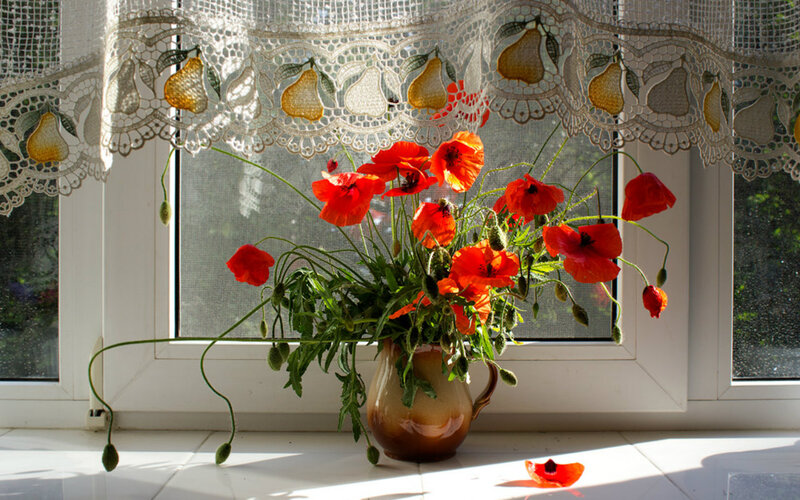 Red Poppies in Vase — Serene, Morning