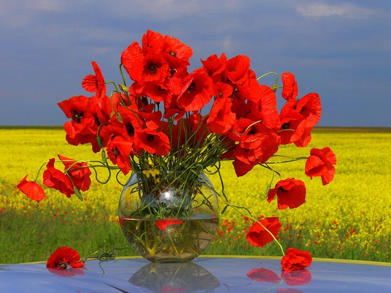 Red Poppies in Vase — Serene