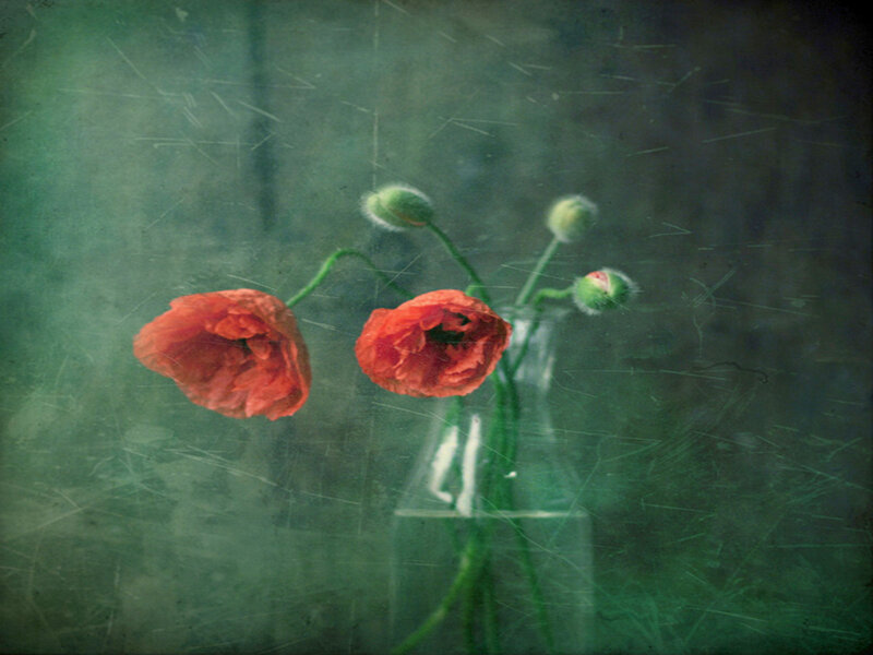 Red Poppies in Vase — Somber