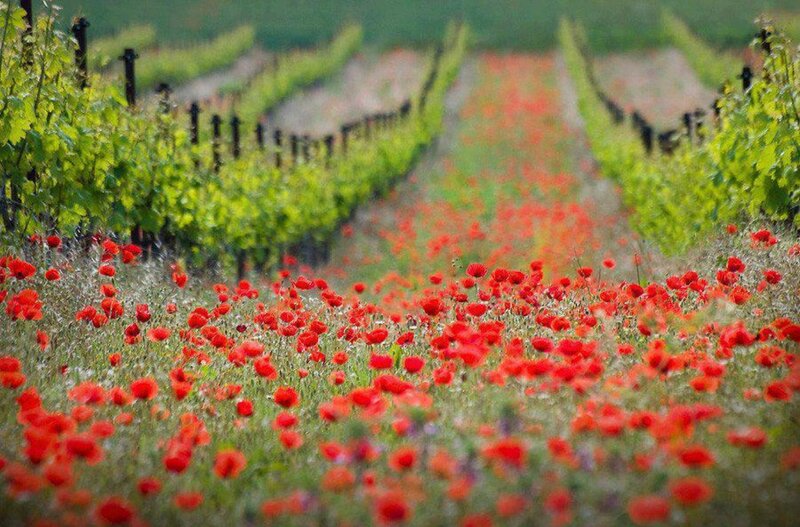 Red Poppies in Vineyard — Serene, Spring