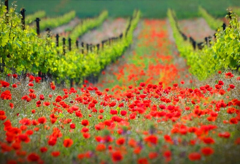 Red Poppies in Vineyard — Serene
