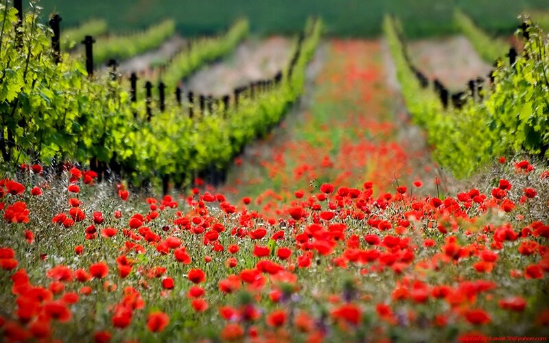 Red Poppies in Vineyard