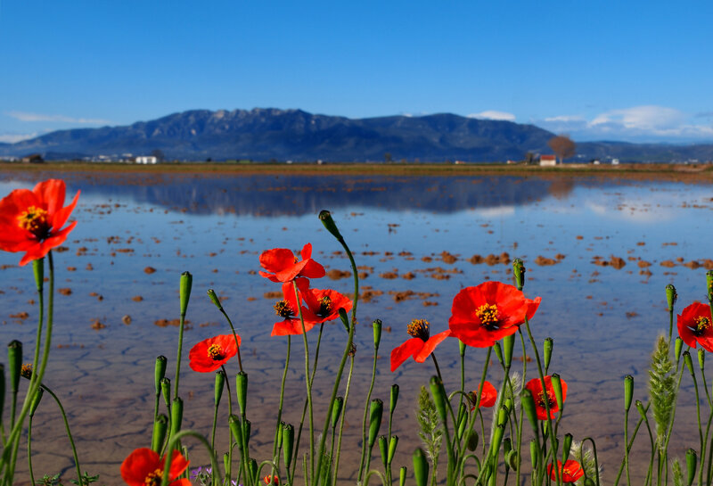 Red Poppies in Wetland