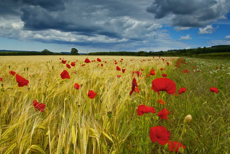 Red Poppies in Wheat Field — Dramatic, Afternoon, Photograph