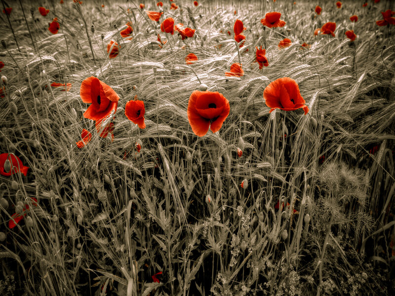 Red Poppies in Wheat Field — Dramatic, Afternoon
