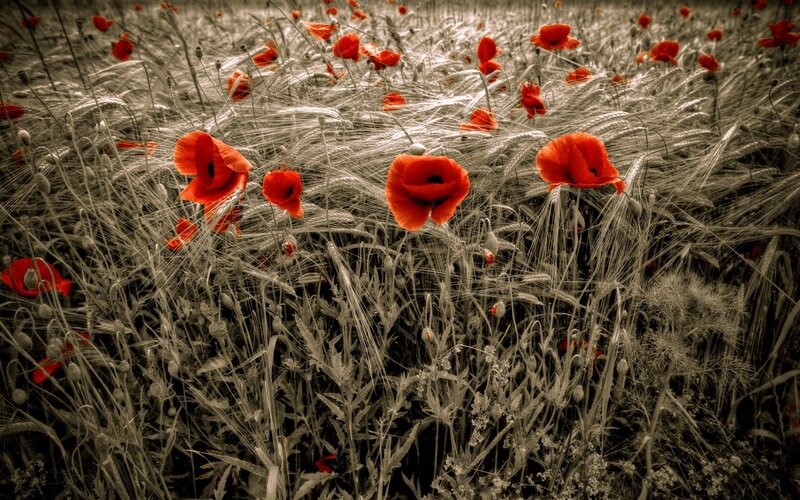 Red Poppies in Wheat Field — Dramatic, Photograph