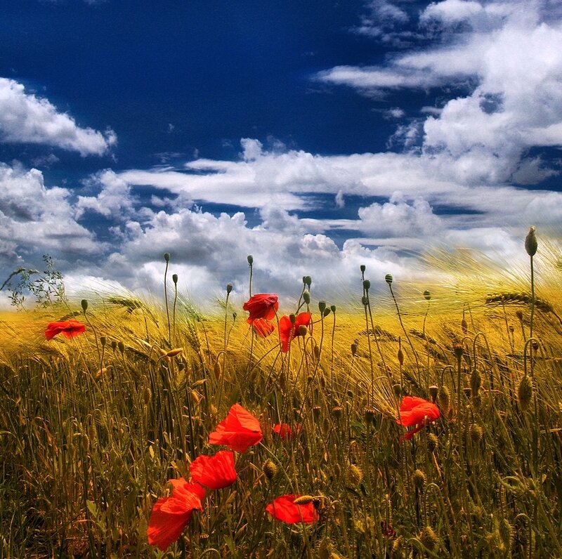 Red Poppies in Wheat Field — Dramatic